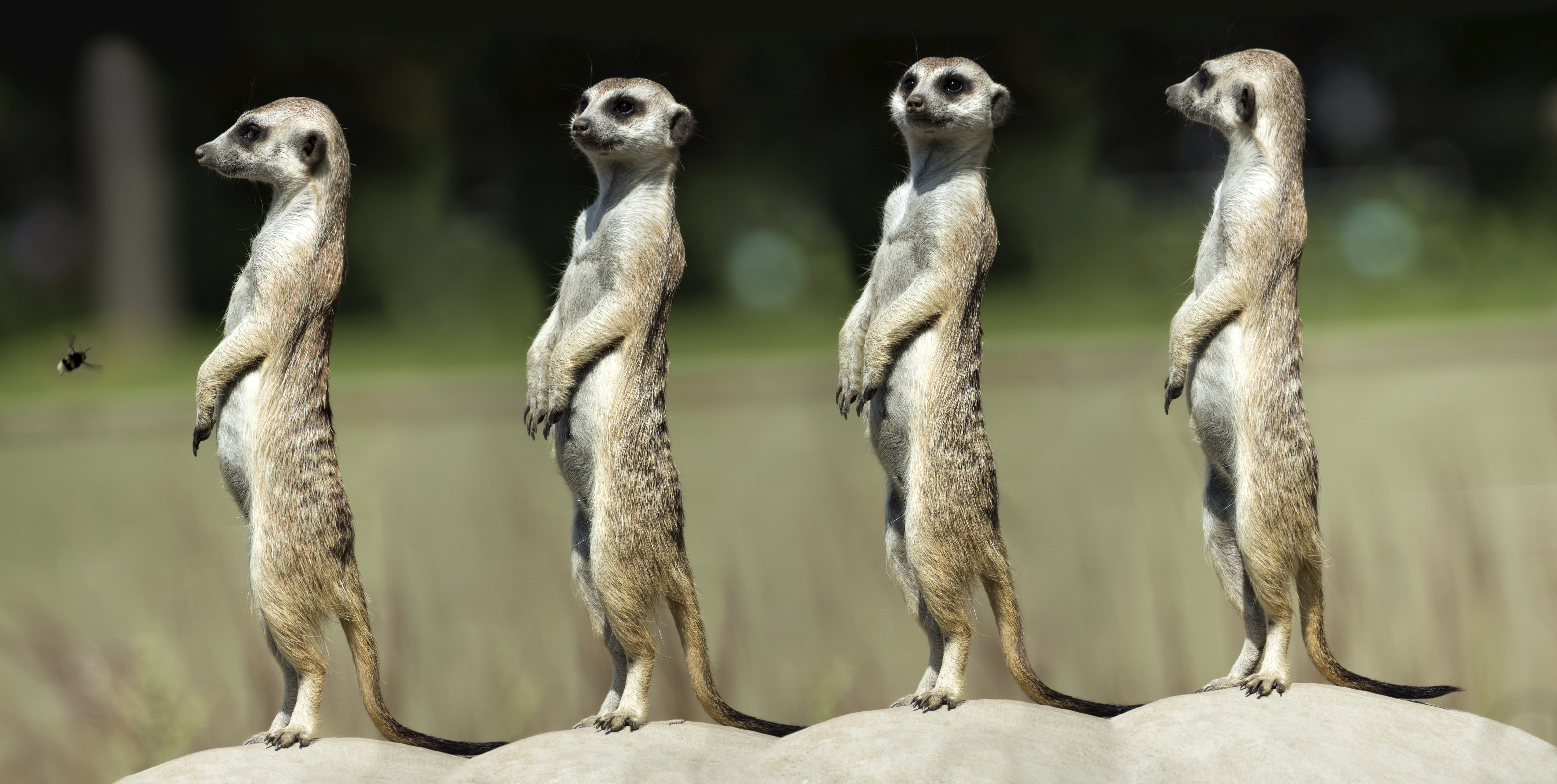 meerkats on the look-out